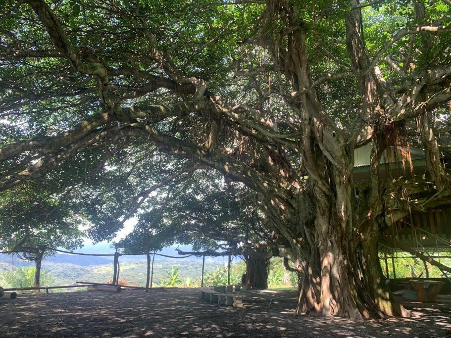 Appartement Disfruta Del Contacto Con La Naturaleza à Puntarenas Extérieur photo