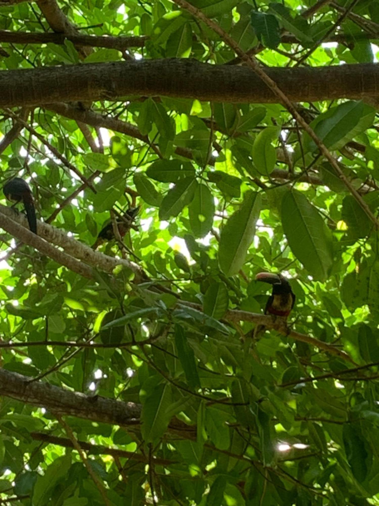 Appartement Disfruta Del Contacto Con La Naturaleza à Puntarenas Extérieur photo